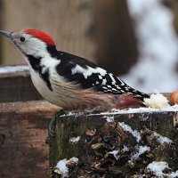 Средний пёстрый дятел :: Лина 