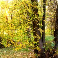 В золотую осень :: Елена Семигина В золотую осень :: Елена Семигина