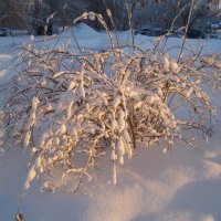 Так хочется белого снега.. :: Елена Семигина
