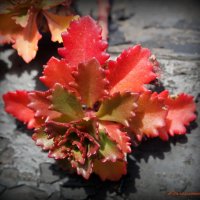 Эти стойкие суккуленты... :: Андрей Заломленков