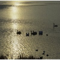 *** :: Aleksandr Gal