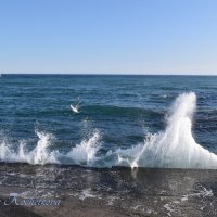 Природа Крыма :: Amazing Cosmea