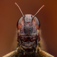 *** :: Евгений Фруман *** :: Евгений Фруман