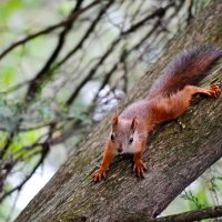 Позирует :: Nina Streapan