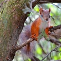 Бельченок :: Nina Streapan