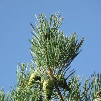 Сосновые шишки :: Freddy 97 Сосновые шишки :: Freddy 97