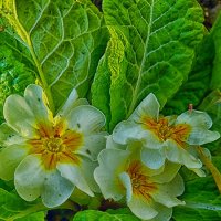 ... :: Наталья