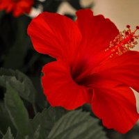 Гибискус в профиль :: Светлана 