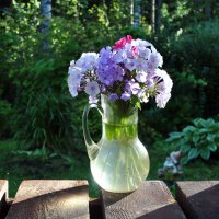 Ещё раз про флоксы :: AleksSPb Лесниченко