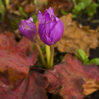 Осенние цветы :: Сергей Ц