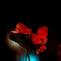 Герань в ночи :: Людмила Фил