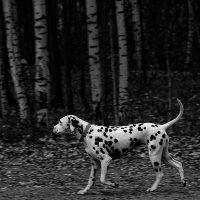 Прогулка :: Виктория Поликарпова