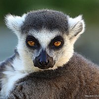 редкие животинки в городе :: Олег Лукьянов
