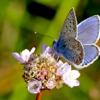 опять про бабочек...108 :: Александр Прокудин