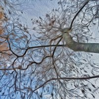 Дерева вы мои, дерева... :: Валентина  Нефёдова 