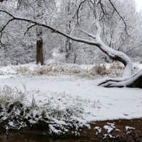 Причуды заснеженного леса. :: Милешкин Владимир Алексеевич Причуды заснеженного леса. :: Милешкин Владимир Алексеевич