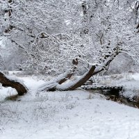 Причуды заснеженного леса. :: Милешкин Владимир Алексеевич Причуды заснеженного леса. :: Милешкин Владимир Алексеевич