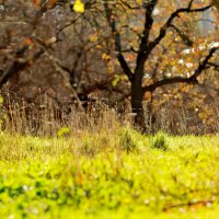 Конец осени +18 :: Светлана Тихонина