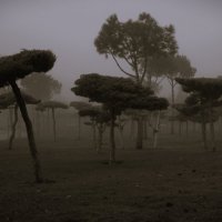 Танцующие деревья в тумане. :: Юрий Полторыхин.