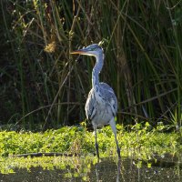 Большая голубая цапля. :: Alexander Amromin