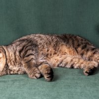 Шотландская вислоухая кошка (Scottish Fold) :: Светлана Ищенко