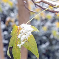 ... :: Светлана Ищенко