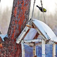 Морозное утро синицы! :: Владимир 