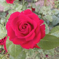 Лучики солнца в пасмурный день (серия) :: Любовь Сахарова