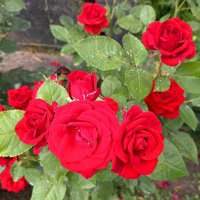 Лучики солнца в пасмурный день (серия) :: Любовь Сахарова