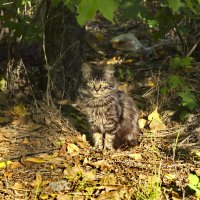 Котенок :: Александр Лычагин