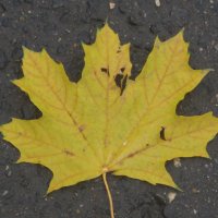 Жёлтый лист кленовый :: Дмитрий Никитин