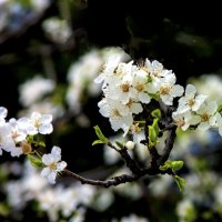 Весенняя веточка :: Валентин Семчишин