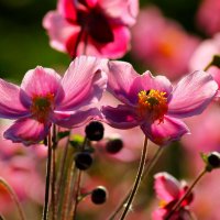 Радость нового дня :: Юрий. Шмаков