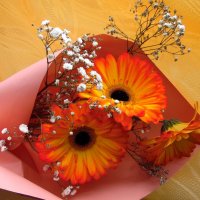 Герберы. :: nadyasilyuk Вознюк