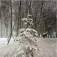 Первый снге. :: Валерия Комова