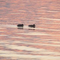 рассвет :: Елена Шаламова