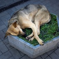 Сладкий сон в центре города :: Игорь 