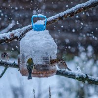Птичкина трапеза. :: Анатолий Нецепляев