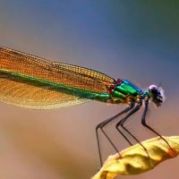 ** :: Николай Соколухин