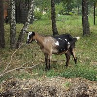 Козлёнок :: Freddy 97