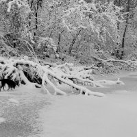 Снежный день!!! :: Радмир Арсеньев