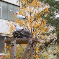 Неулетающие аисты :: Борис Митрохин