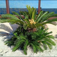 Адлер. Имеретинская (Олимпийская) набережная :: Нина Бутко