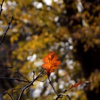 *** :: Павленко Михаил 