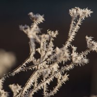 Первые заморозки. :: Sergey (Apg)