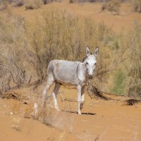 Ослик :: Максим 