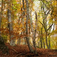 про шорохи лесные... :: Всеволод 