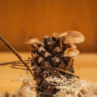 Грибы и шишки :: yav 110455