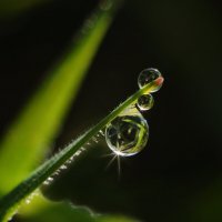 Капельки - росинки в осенних солнечных лучах.... :: Надежда Куркина 