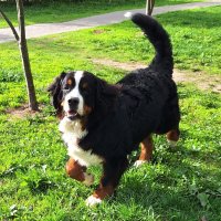 Балу :: Наталья 